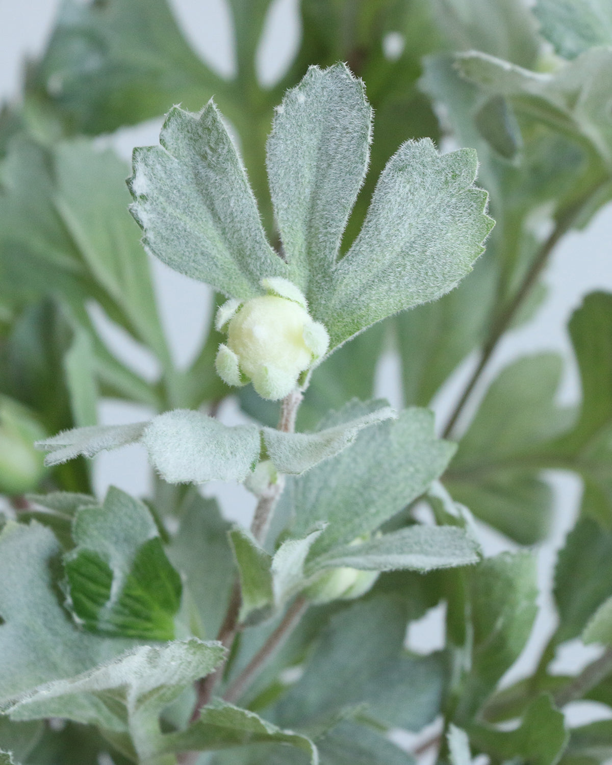 Flocked Dusty Miller Spray