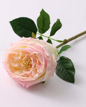 Load image into Gallery viewer, Best Real Touch Austin Cabbage Rose Discount
