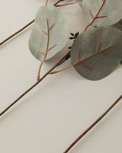 Load image into Gallery viewer, High Quality Silver Dollar Eucalyptus
