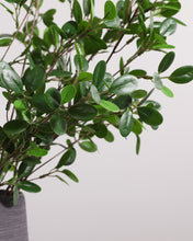 Load image into Gallery viewer, Realistic Faux ficus Tree Branches
