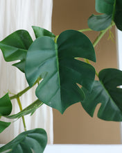 Load image into Gallery viewer, Quality Monstera Philodendron Vine

