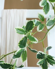 Load image into Gallery viewer, Kapok Green White Leaves Vine Garland
