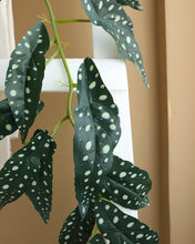 Load image into Gallery viewer, Best Faux Angel Wing Begonia Leaf Garland

