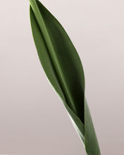 Load image into Gallery viewer, Real Touch Artificial Tulips Long Stem
