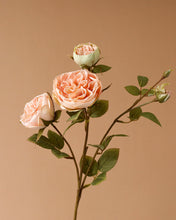 Load image into Gallery viewer, Artificial Austin Spray Rose Peach
