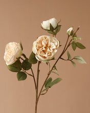 Load image into Gallery viewer, Realistic Austin Spray Rose Cream
