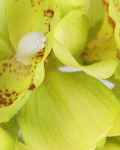 Load image into Gallery viewer, Best Silk Cymbidium Orchid Arrangements
