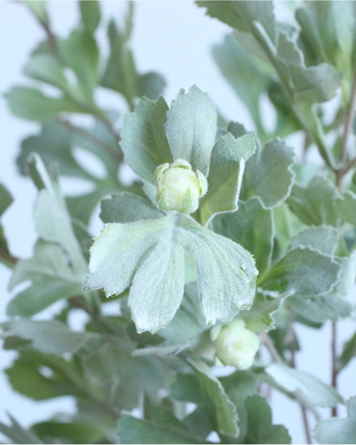 Faux Real Touch Dusty Miller Leaves