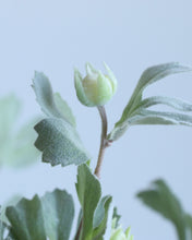 Load image into Gallery viewer, Faux Real Touch Dusty Miller Leaves
