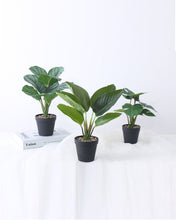 Load image into Gallery viewer, Faux Potted Calathea Orbifolia Plant
