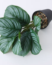 Load image into Gallery viewer, Faux Potted Calathea Orbifolia
