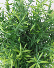 Load image into Gallery viewer, Best Artificial Potted Rosemary Plant
