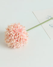Load image into Gallery viewer, Pink Pom Pom Mum Chrysanthemum

