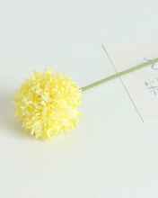 Load image into Gallery viewer, Yellow Pom Pom Mum Chrysanthemum
