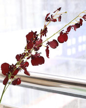 Load image into Gallery viewer, Best Silk Oncidium Orchid Burgundy
