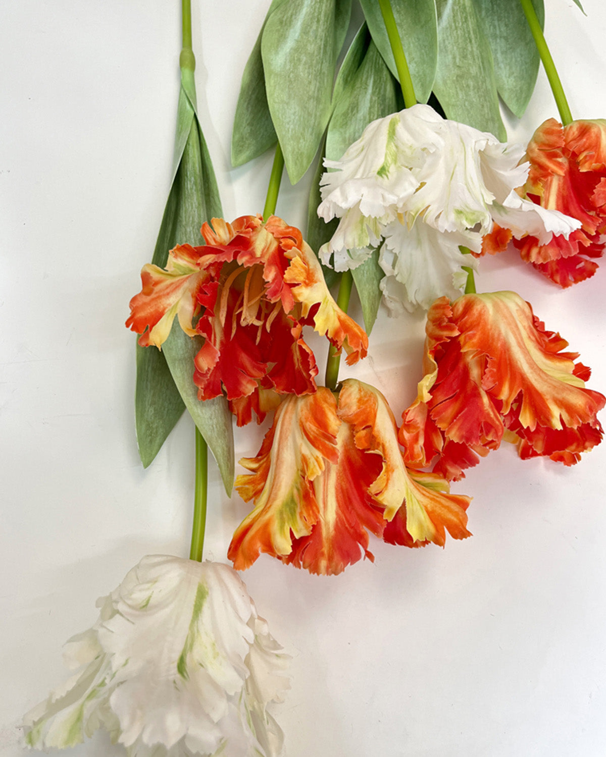 Best Flaming Parrot Tulip