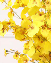 Load image into Gallery viewer, Silk Yellow Phalaenopsis Orchids Wholesale
